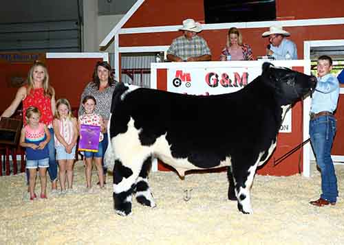 Steer in the sale ring